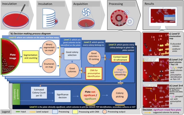 Deep Learning Meets Clinical Microbiology: Unveiling DeepColony for Automated Culture Plate Interpretation