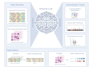 Genome LLMs: Revolutionizing Genomics with Transformer-based Large Language Models A big picture look at the power of Genome LLMs.