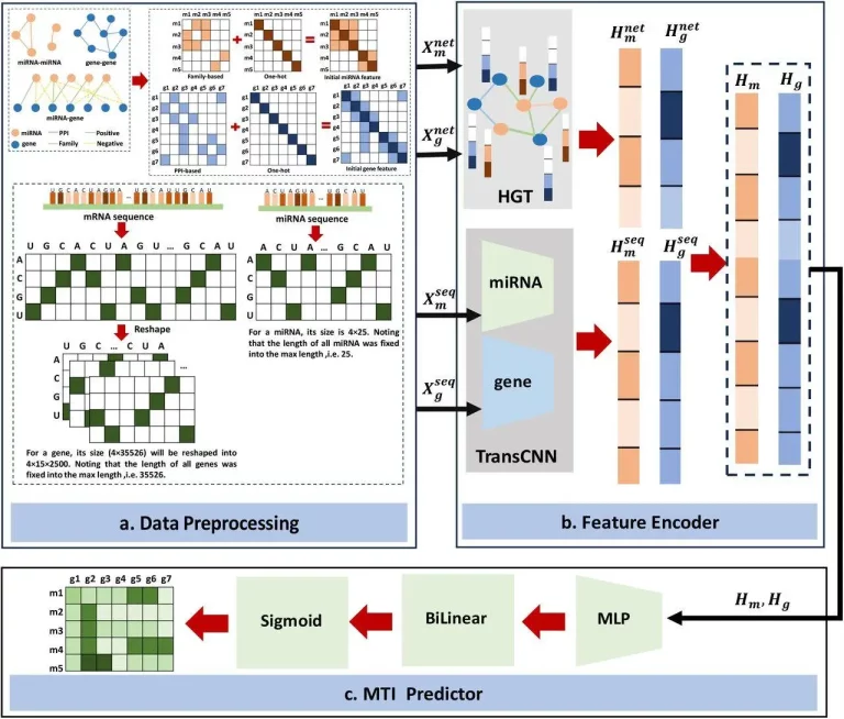 MiRGraph: A novel algorithm based on deep learning methods to predict miRNA-target interactions