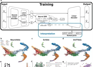 Meet NeuroVelo: A New Tool to Decode Cellular Dynamics from Single-cell Transcriptomic Data Meet NeuroVelo: A New Tool to Decode Cellular Dynamics from Single-cell Transcriptomic Data