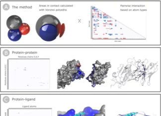 Illuminating the Complexity of Interactions within and between Proteins and Ligands with Surfaces Illuminating the Complexity of Interactions within and between Proteins and Ligands with Surfaces