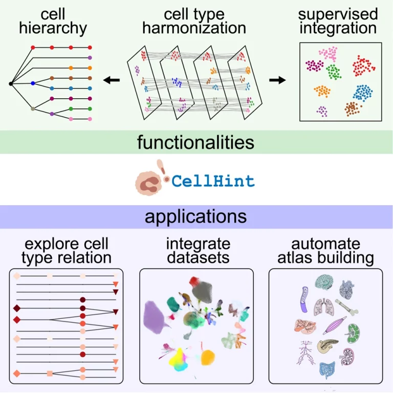 CellHint Revolutionizes Human Cell Atlas: Automatic Cell Type Harmonization Paves the Way for New Discoveries