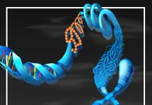 CReATiNG Synthetic Chromosomes in Yeast Opens New Possibilities in Synthetic Biology