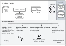 Spatial Transcriptomics Unlocks Novel Insights into Cancer Biology: AI Analyzes Gene Activity in 3D GENIUS: Spatial Transcriptomics Unlocks Novel Insights into Cancer Biology
