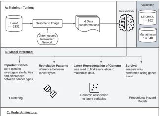 Spatial Transcriptomics Unlocks Novel Insights into Cancer Biology: AI Analyzes Gene Activity in 3D GENIUS: Spatial Transcriptomics Unlocks Novel Insights into Cancer Biology