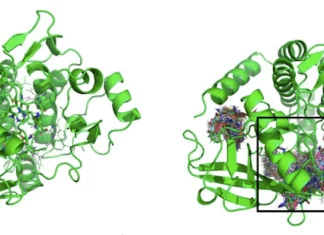Unleashing the Power of Recurrent Neural Networks for Orally Bioavailable Drug Design with NovoMol Unleashing the Power of Recurrent Neural Networks for Orally Bioavailable Drug Design with Novomol