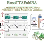 Decoding the Dance of Proteins and Nucleic Acids: Machine Learning Empowers Protein-Nucleic Acid Complexes Prediction with RoseTTAFoldNA