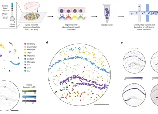 BROAD Scientists Introduce Slide-tags: A Novel Method for Mapping Cells in Single-cell Studies