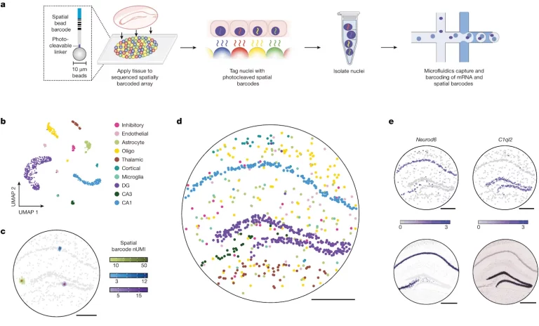 BROAD Scientists Introduce Slide-tags: A Novel Method for Mapping Cells in Single-cell Studies