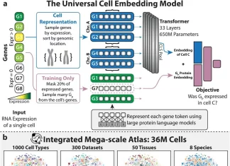 Unlocking the Secrets of Life: Universal Cell Embeddings – A Revolutionary Foundation Model for Cell Biology Universal Cell Embeddings - A Revolutionary Foundation Model for Cell Biology