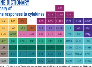 Broad Institute Researchers Unveil a New “Dictionary” of Immune Responses to Cytokines at Single-Cell Resolution Immune Dictionary: Broad Institute Researchers Unveil a New "Dictionary" of Immune Responses to Cytokines at Single-Cell Resolution