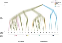 BaseMEMOIR: Breakthrough in Cell Lineage Tracing with Image-readable Base Editor Recording BaseMEMOIR: Breakthrough in Cell Lineage Tracing with Image-readable Base Editor Recording