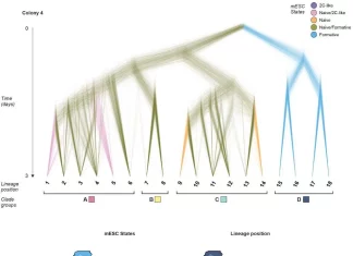BaseMEMOIR: Breakthrough in Cell Lineage Tracing with Image-readable Base Editor Recording BaseMEMOIR: Breakthrough in Cell Lineage Tracing with Image-readable Base Editor Recording