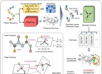 Language Models Paired with Geometric Deep Learning Revolutionize Genome-scale Protein Binding Site Annotation Language Models Paired with Geometric Deep Learning Revolutionize Genome-scale Protein Binding Site Annotation