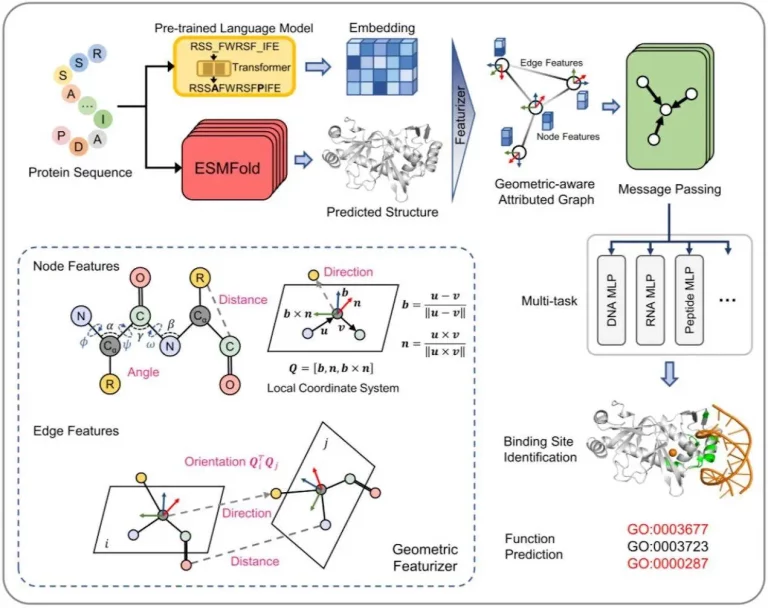 Language Models Paired with Geometric Deep Learning Revolutionize Genome-scale Protein Binding Site Annotation