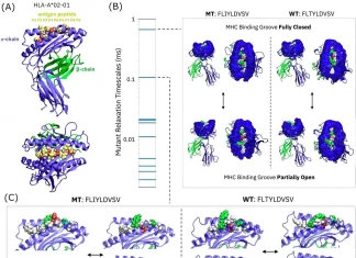 Cleveland Clinic and IBM’s Blueprint for Discovering Novel Immunotherapy Targets Using Artificial Intelligence AI reveals hidden immunogenicity determinants in MHC-peptide complexes