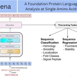 Unveiling ProtHyena: A Fast and Efficient Protein Language Model for Analysis at Single Amino Acid Resolution