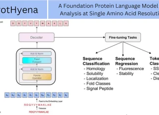 Unveiling ProtHyena: A Fast and Efficient Protein Language Model for Analysis at Single Amino Acid Resolution Unveiling ProtHyena: A Fast and Efficient Protein Language Model for Analysis at Single Amino Acid Resolution