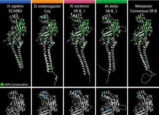 Exploring the Diversity of Scavenger Receptor Class B Proteins Across Eukarya: An In-Depth Analysis through Phylogenetic and Protein Structure Analyses Exploring the Diversity of Scavenger Receptor Class B Proteins Across Eukarya: An In-Depth Analysis through Phylogenetic and Protein Structure Analyses