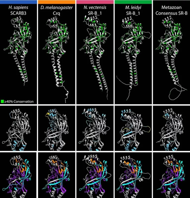 Exploring the Diversity of Scavenger Receptor Class B Proteins Across Eukarya: An In-Depth Analysis through Phylogenetic and Protein Structure Analyses