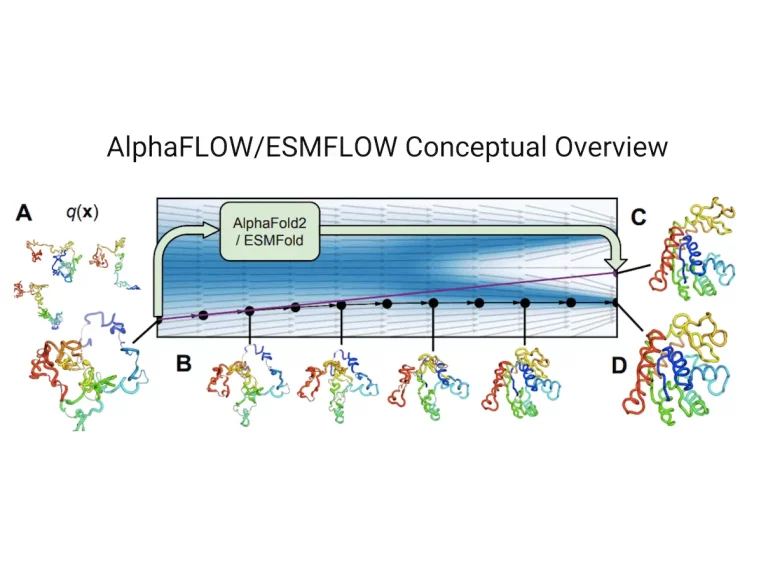 AlphaFLOW and ESMFLOW: A New Approach to Modeling Protein Ensembles with Combined Power of AlphaFold and Flow Matching