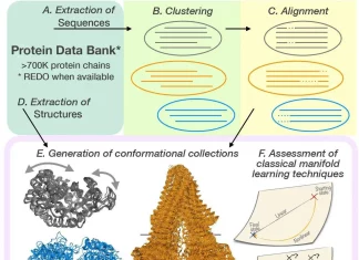 DANCE Unveils Hidden Depths of Protein Movement, Paving the Way for Better Drug Design DANCE Unveils Hidden Depths of Protein Families Conformational Diversity through Molecular Motions