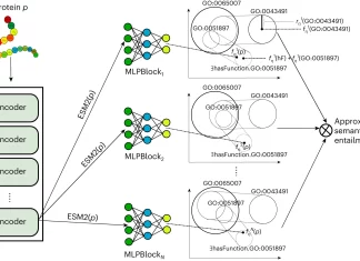 Unveiling DeepGO-SE: Advancing Protein Function Prediction Leveraging Language Models and GO Knowledge Unveiling DeepGO-SE: Advancing Protein Function Prediction Leveraging Language Models and GO Knowledge