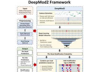 Unlock the Potential of DeepMod2: A Deep Learning Framework for Precise DNA Methylation Analysis using Oxford Nanopore Sequencing Unlock the Potential of DeepMod2: A Deep Learning Framework for Precise DNA Methylation Analysis using Oxford Nanopore Sequencing
