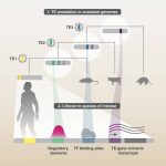 Probing Ancestral Genomes Uncovers Unannotated Degenerate Transposable Elements Contributing to Gene Regulation and Expression