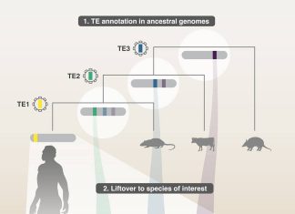 Probing Ancestral Genomes Uncovers Unannotated Degenerate Transposable Elements Contributing to Gene Regulation and Expression Probing Ancestral Genomes Uncovers Unannotated Degenerate Transposable Elements Contributing to Gene Regulation and Expression