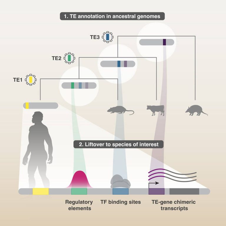 Probing Ancestral Genomes Uncovers Unannotated Degenerate Transposable Elements Contributing to Gene Regulation and Expression