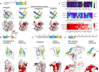 Has ESM-2 Truly Learned the Language of Protein Folding? Has ESM-2 Truly Learned the Language of Protein Folding?