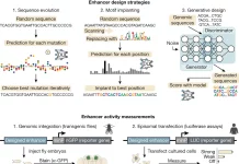 Unlocking the Enhancer Code: Deep Learning’s Role in Designing Cell-specific Genetic Switches Unlocking the Enhancer Code: Deep Learning's Role in Designing Cell-specific Genetic Switches