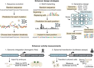 Unlocking the Enhancer Code: Deep Learning’s Role in Designing Cell-specific Genetic Switches Unlocking the Enhancer Code: Deep Learning's Role in Designing Cell-specific Genetic Switches