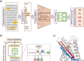 GPCR-BERT: Revolutionizing GPCR Research with Protein Language Models GPCR-BERT: Revolutionizing GPCR Research with Protein Language Models
