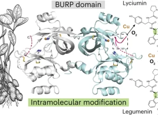 University of Michigan Researchers Discover Novel Plant Protein Fold with Potential for Anti-Cancer Drugs University of Michigan Researchers Discover Novel Plant Protein Fold with Potential for Anti-Cancer Drugs