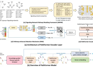 A Novel GNN Model ‘PathFormer’ Revolutionizes Highly Accurate Disease Diagnosis and Reproducible Biomarker Identification A Novel GNN Model 'PathFormer' Revolutionizes Highly Accurate Disease Diagnosis and Reproducible Biomarker Identification