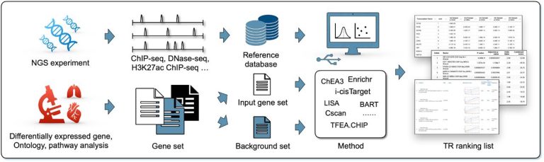 Choosing the Best Tool for Identifying Transcriptional Regulators: Navigating the NGS Landscape
