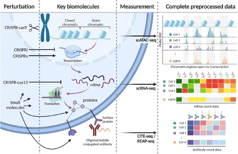 Perturbation-response profiling for single cells.