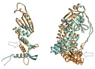 Basecamp Research Introduces BaseFold: A New Deep Learning Approach to Protein Structure Prediction Basecamp Research Introduces BaseFold: A New Deep Learning Approach to Protein Structure Prediction