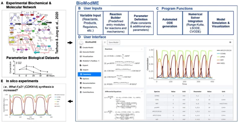 BioModME: A User-Friendly Web Application for Building and Analyzing Biological Models