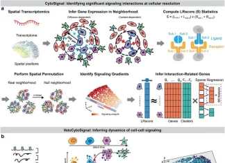 Deciphering Ligand-Receptor Signaling Dynamics at Cellular Resolution with CytoSignal: A Breakthrough in Spatial Transcriptomics Deciphering Ligand-Receptor Signaling Dynamics at Cellular Resolution with CytoSignal: A Breakthrough in Spatial Transcriptomics
