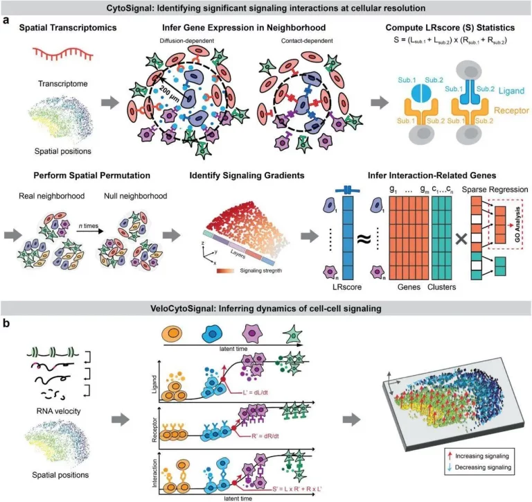 Deciphering Ligand-Receptor Signaling Dynamics at Cellular Resolution with CytoSignal: A Breakthrough in Spatial Transcriptomics