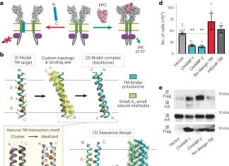 Unlocking New Drug Targets: Researchers Develop Computational Method to Target Proteins Inside Cell Membranes Unlocking New Drug Targets: Researchers Develop New Computational Method to Target Proteins Inside Cell Membranes