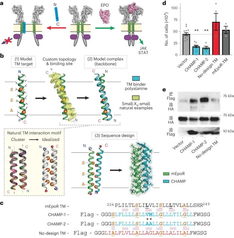 Unlocking New Drug Targets: Researchers Develop New Computational Method to Target Proteins Inside Cell Membranes