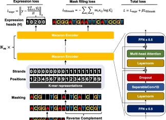 Unraveling Genetic Mysteries with Proformer: A Hybrid Macaron Transformer Model Unraveling Genetic Mysteries with Proformer: A Hybrid Macaron Transformer Model