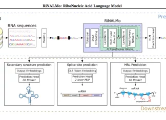 Unveiling the Potential of RiNALMo: Advancing RNA Structure Prediction with General-Purpose RNA Language Models Unveiling the Potential of RiNALMo: Advancing RNA Structure Prediction with General-Purpose RNA Language Models