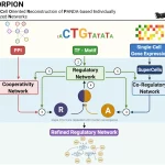 Unlocking Cellular Secrets: SCORPION's Breakthrough in Population-Level Comparisons of Gene Regulatory Networks