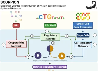 Unlocking Cellular Secrets: SCORPION’s Breakthrough in Population-level Comparisons of Gene Regulatory Networks Unlocking Cellular Secrets: SCORPION's Breakthrough in Population-Level Comparisons of Gene Regulatory Networks