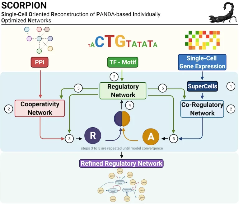 Unlocking Cellular Secrets: SCORPION's Breakthrough in Population-Level Comparisons of Gene Regulatory Networks